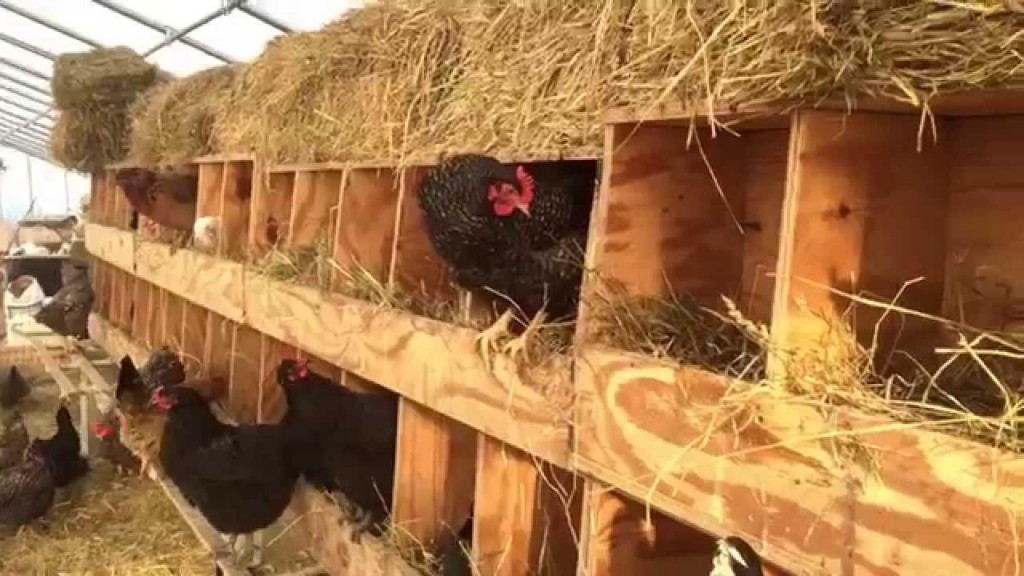 chicken farming and chicken nest