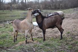 GOAT BREEDING