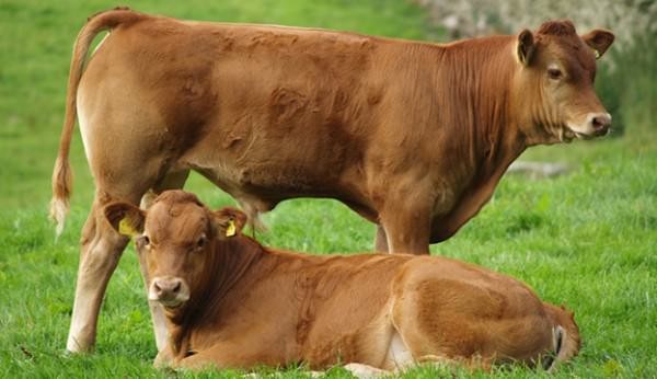 CATTLE BREEDING